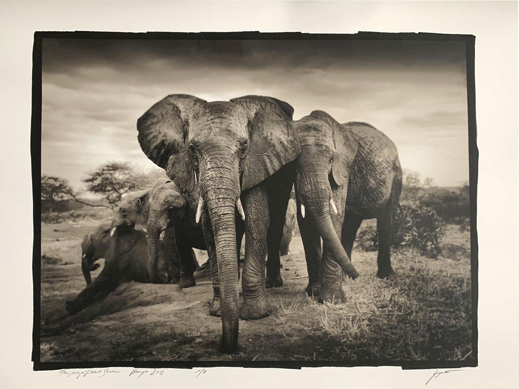 Das prächtige Sieben, Kenia – Photograph von Joachim Schmeisser