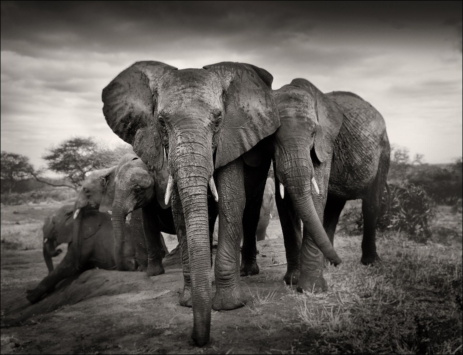 Joachim Schmeisser Black and White Photograph – Das prächtige Sieben, Kenia