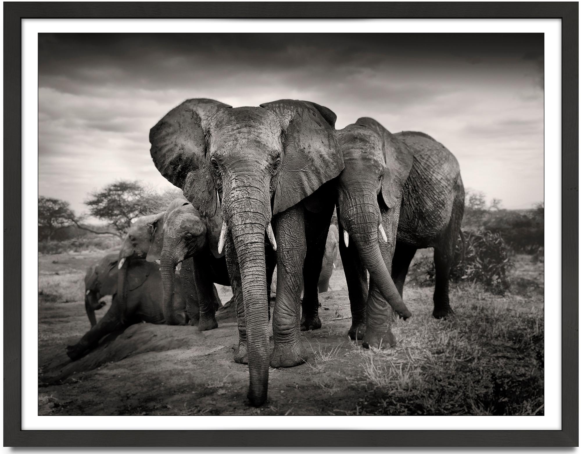 The magnificent Seven - Platinum, animal, elephant, black and white photography - Photograph by Joachim Schmeisser