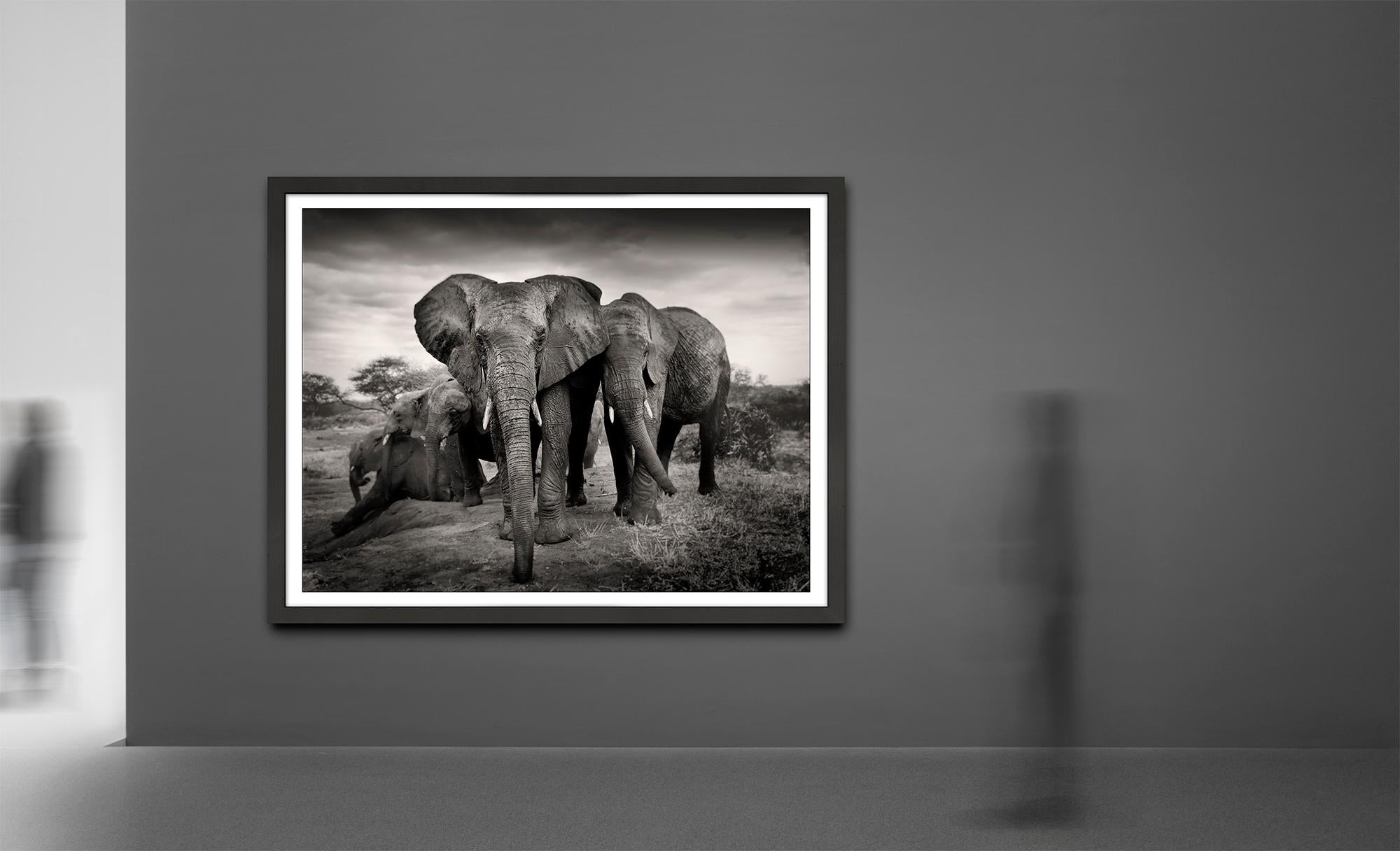 Das prächtige Sieben - Platin, Tier, Elefant, Schwarz-Weiß-Fotografie (Zeitgenössisch), Photograph, von Joachim Schmeisser