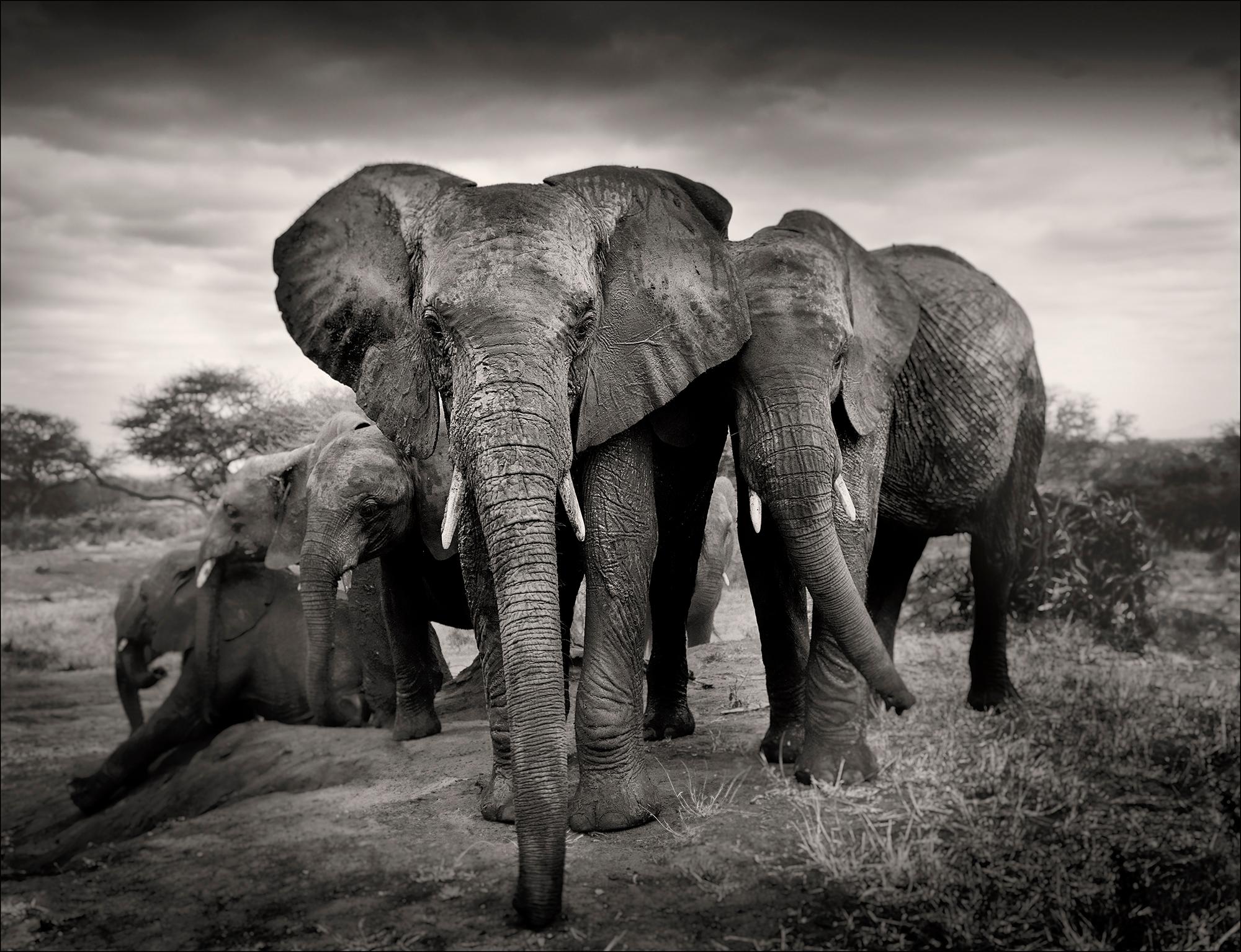 Sept magnifiques photographies en platine, animal, éléphant, noir et blanc