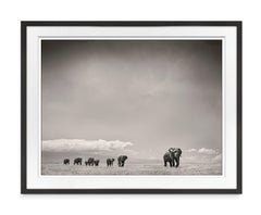 The Matriarch, Elephant, wildlife