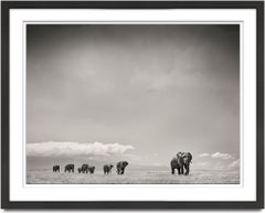 The Matriarch, animal, wildlife, black and white photography, elephant