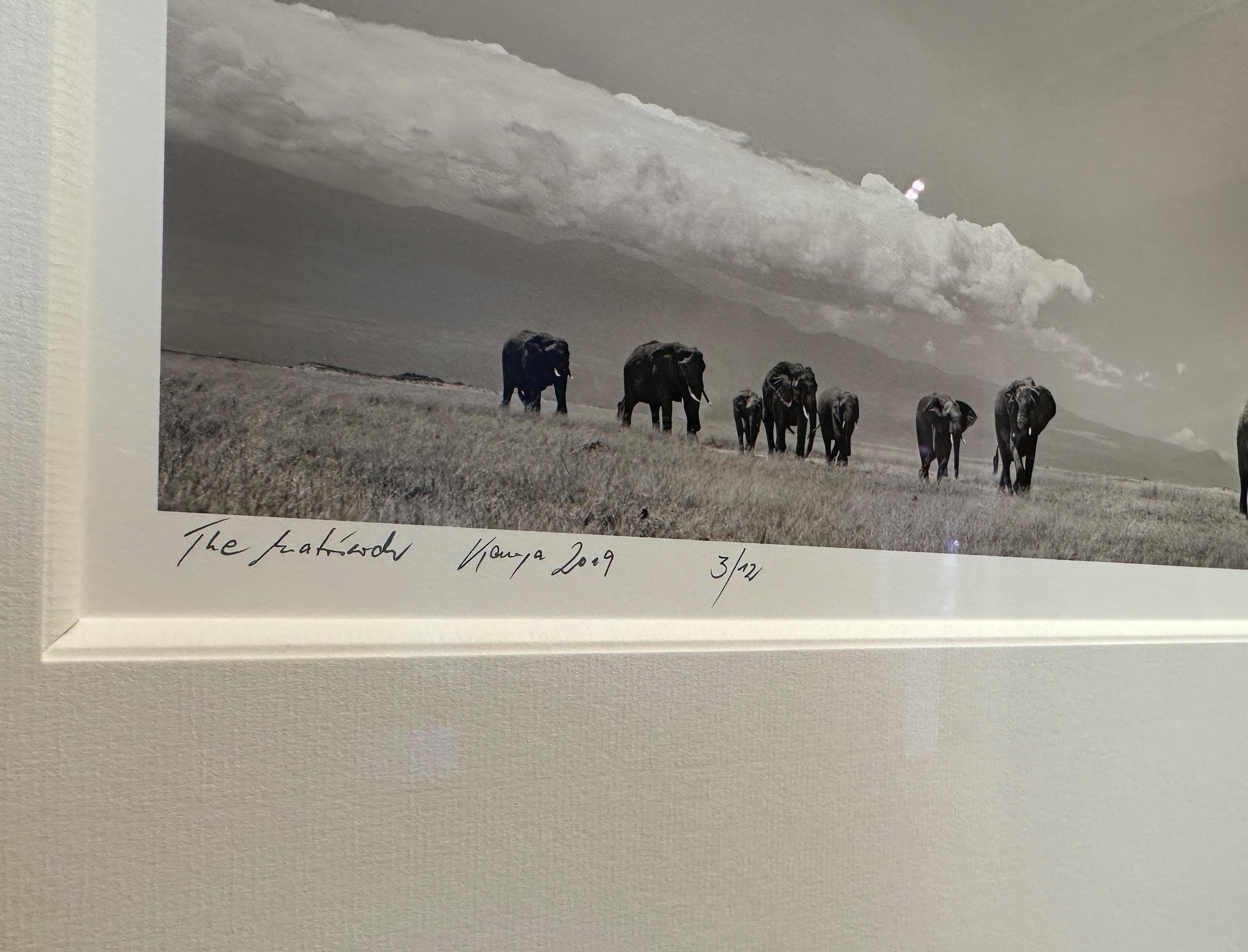 Le matriarche, l'éléphant, l'animal, la faune, la photographie en noir et blanc - Contemporain Photograph par Joachim Schmeisser