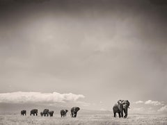 Le matriarche, l'éléphant, l'animal, la faune, la photographie en noir et blanc