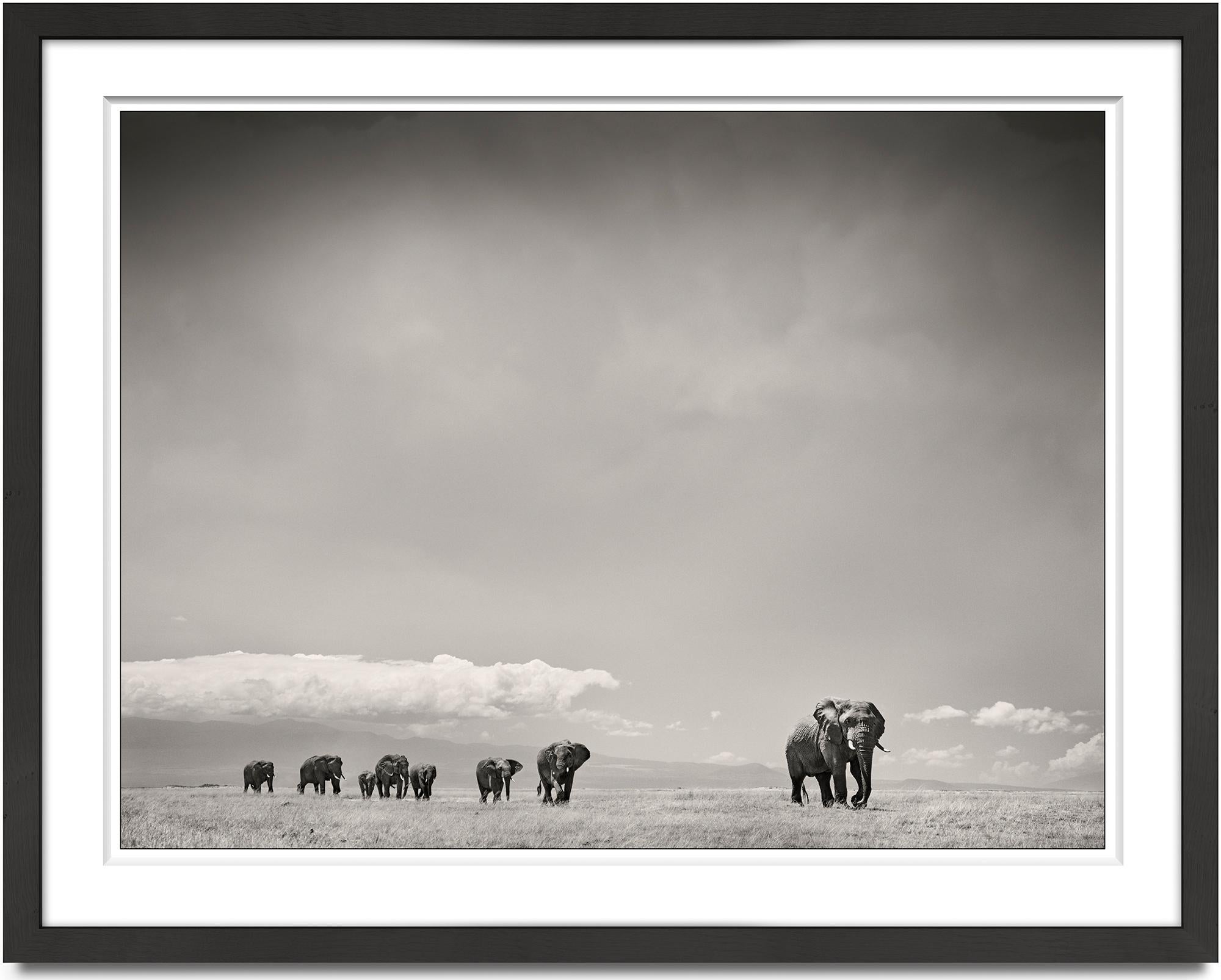 Die Matriarchin, Tier, Tierwelt, Schwarz-Weiß-Fotografie, Elefant – Photograph von Joachim Schmeisser