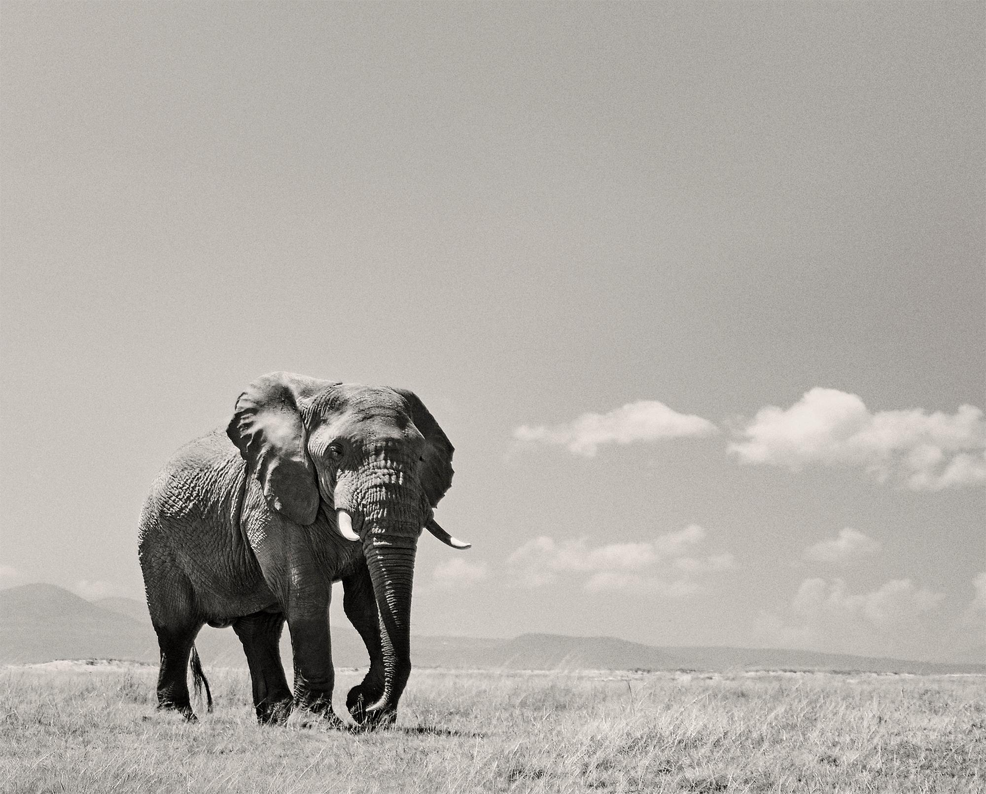 The Matriarch, Elephant, wildlife - Gray Landscape Photograph by Joachim Schmeisser