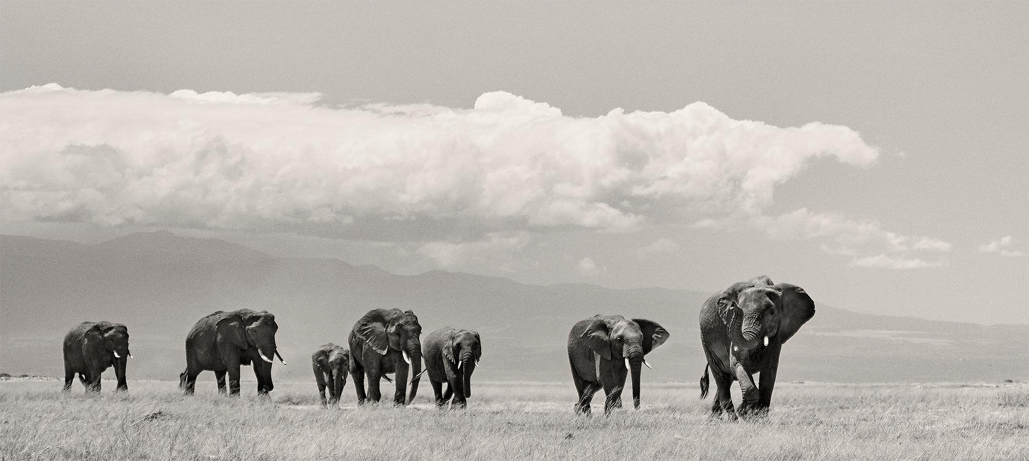 Edition 10

The Matriarch guides her elephant family to the waterhole in Amboseli Ecosystem.

​For years, Joachim Schmeisser has been photographing the last giants of Africa at close range, creating exceptionally intimate portraits of species