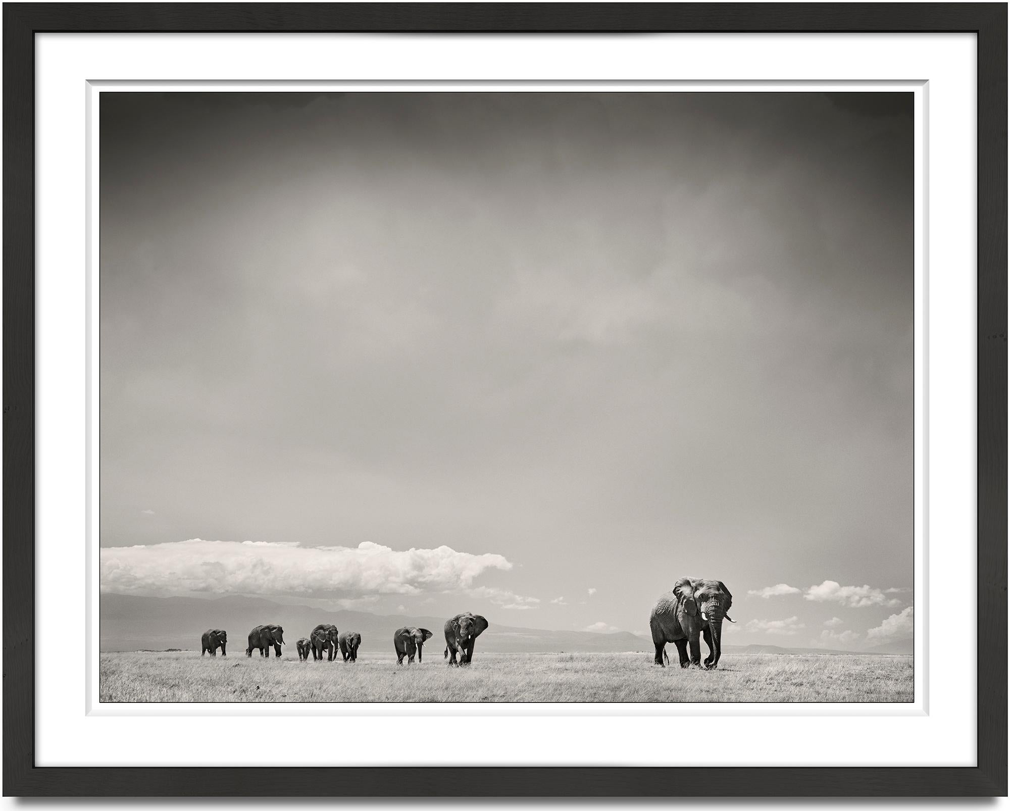 The Matriarch, Elephant, wildlife - Photograph by Joachim Schmeisser