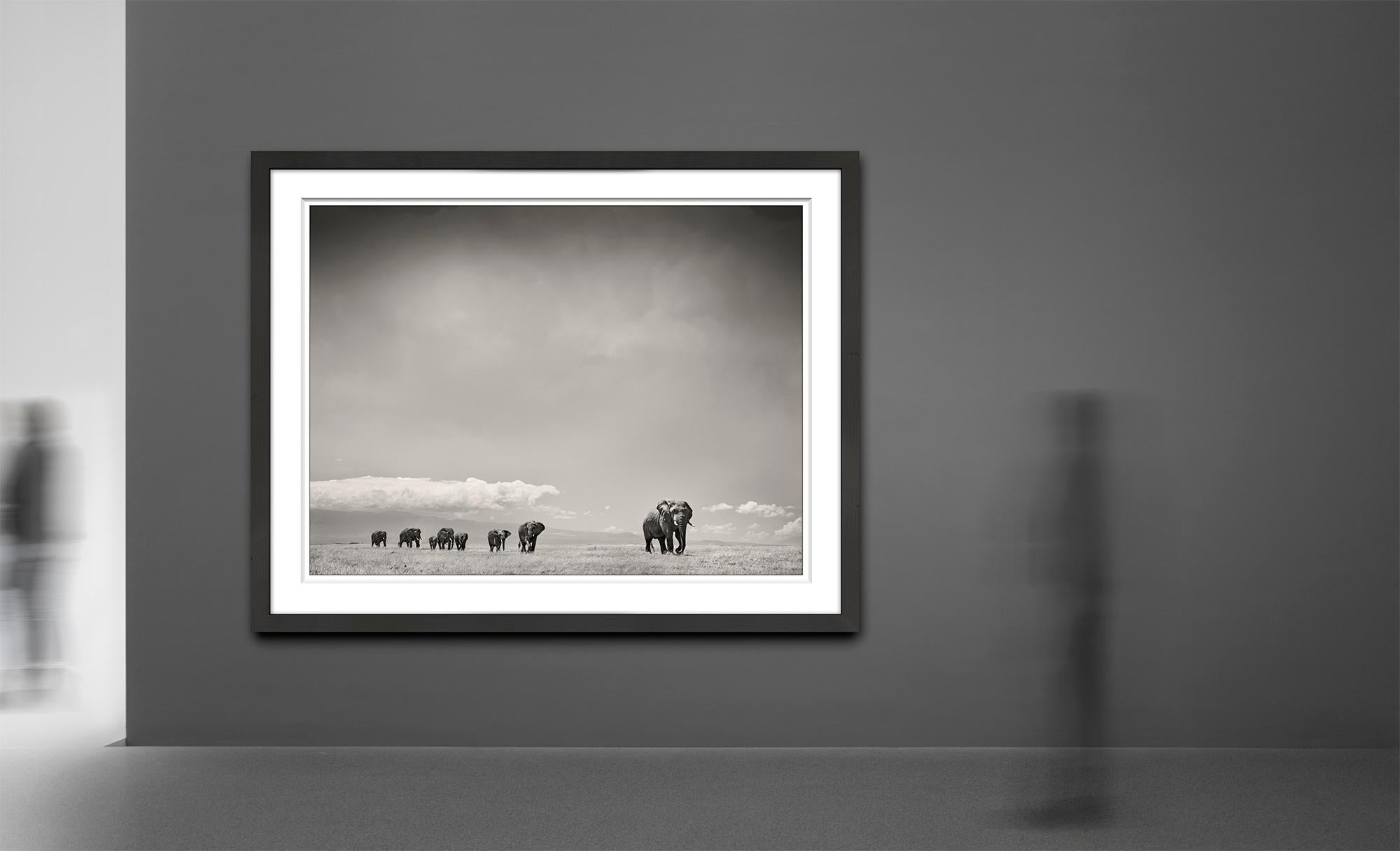 The Matriarch, Elephant, wildlife - Contemporary Photograph by Joachim Schmeisser
