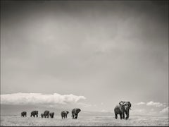 The Matriarch, Elephant, wildlife