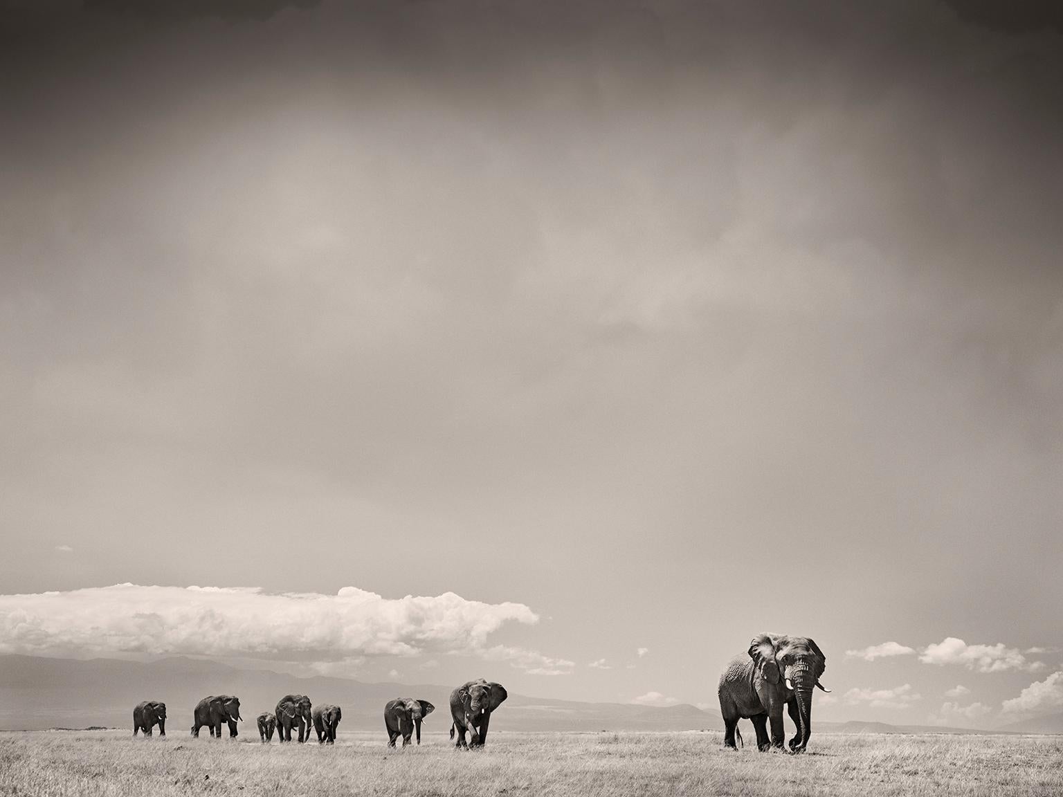 Joachim Schmeisser Black and White Photograph – Die Matriarchin, Tier, Tierwelt, Schwarz-Weiß-Fotografie, Elefant