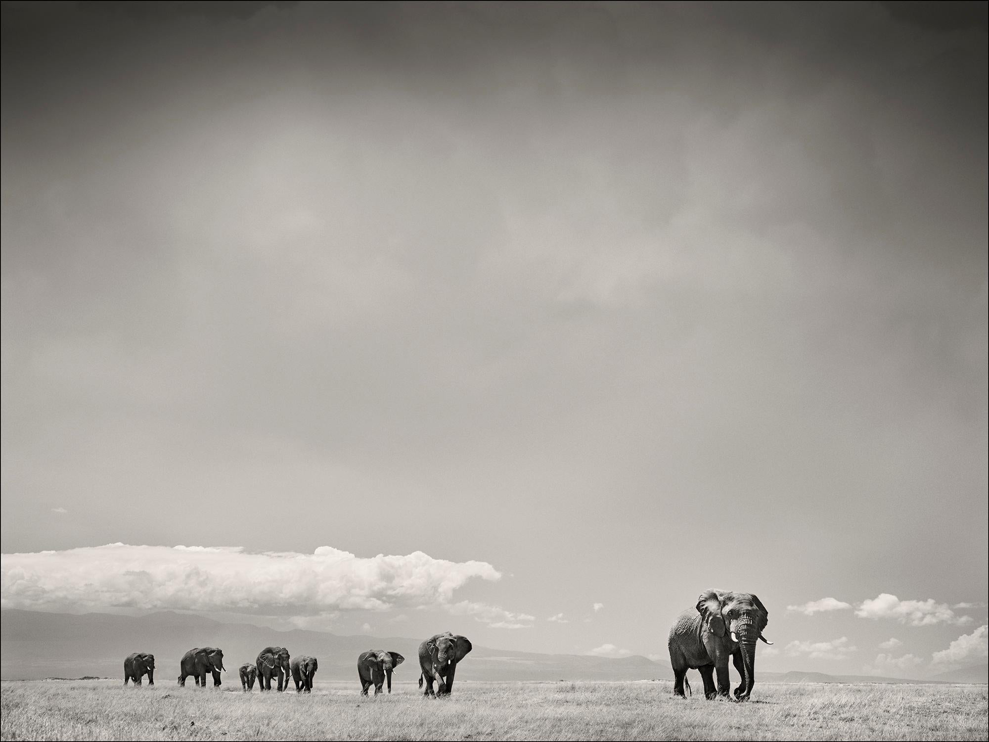 Joachim Schmeisser Landscape Photograph - The Matriarch, Elephant, wildlife