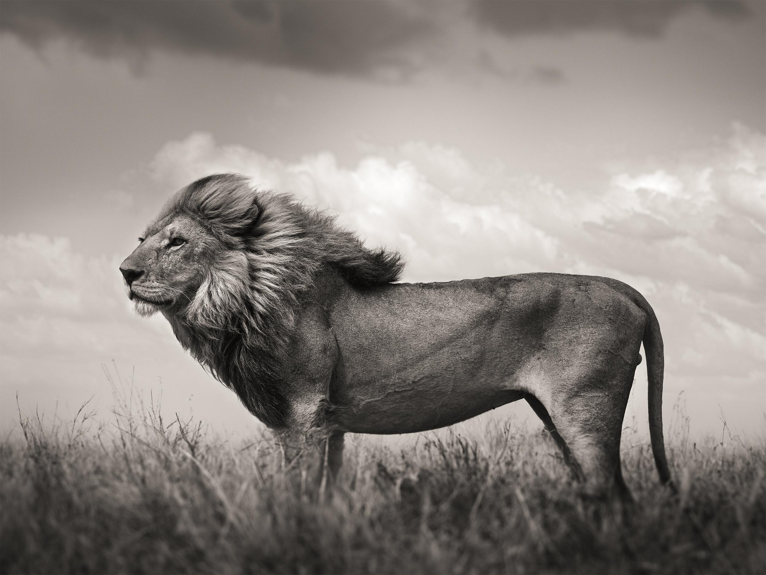 Black and White Photograph Joachim Schmeisser - The Sentinel, Contemporary, wildlife, black and white photography, Lion