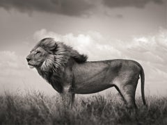 The Sentinel, Contemporary, Wildlife, Schwarz-Weiß-Fotografie, Löwe