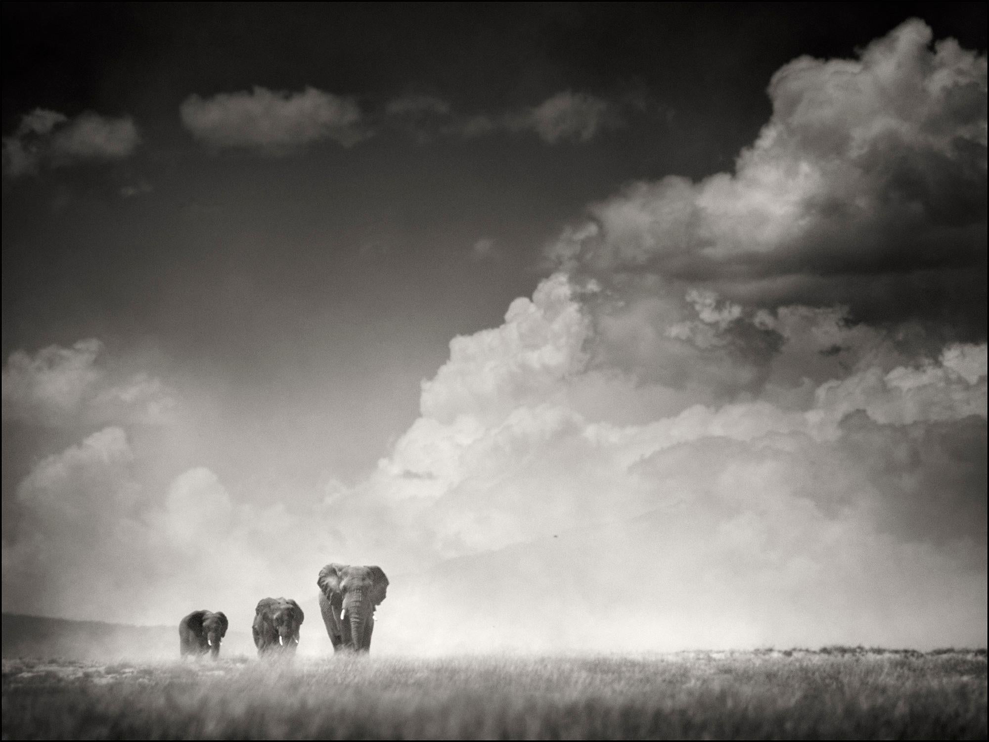 The wild bunch, Elephant, wildlife, Africa, Landscape - Photograph by Joachim Schmeisser