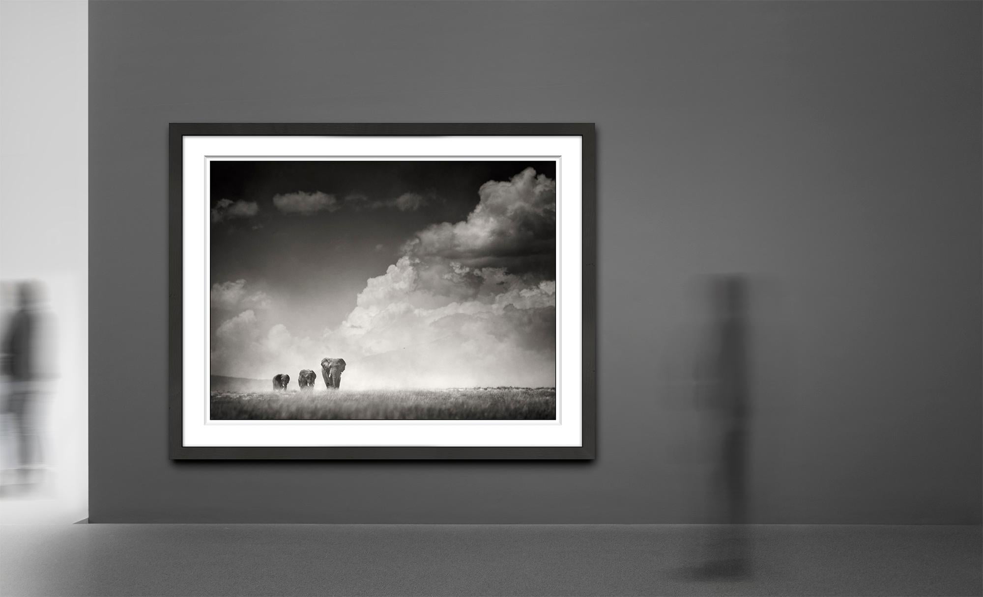 The wild bunch, Elephant, wildlife, Africa, Landscape - Contemporary Photograph by Joachim Schmeisser