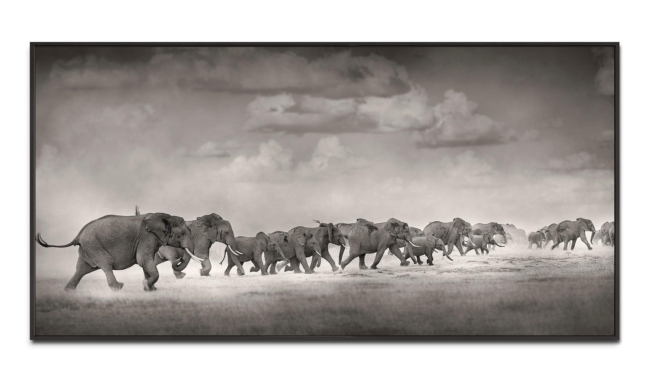 Thunderstorm I, Kenya 2019, Elephant, wildlife, b&w photography - Photograph by Joachim Schmeisser