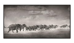 Thunderstorm I, Kenya 2019, Elephant, wildlife, b&w photography