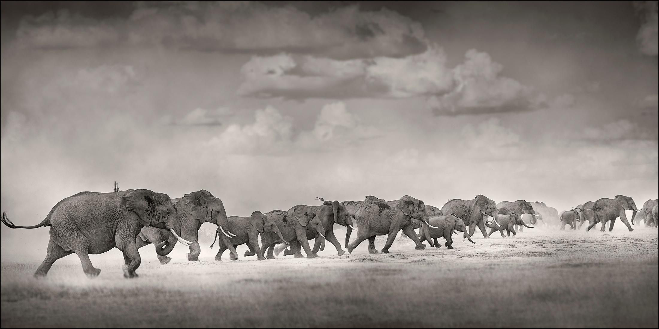 Joachim Schmeisser Black and White Photograph - Thunderstorm I, Kenya 2019, Elephant, wildlife, b&w photography