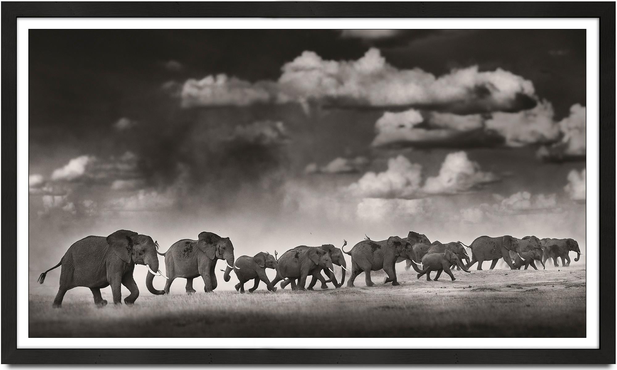 Thunderstorm II, animal, wildlife, black and white photography, elephant, africa - Photograph by Joachim Schmeisser