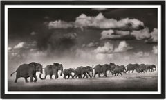 Thunderstorm II, animal, wildlife, black and white photography, elephant, africa
