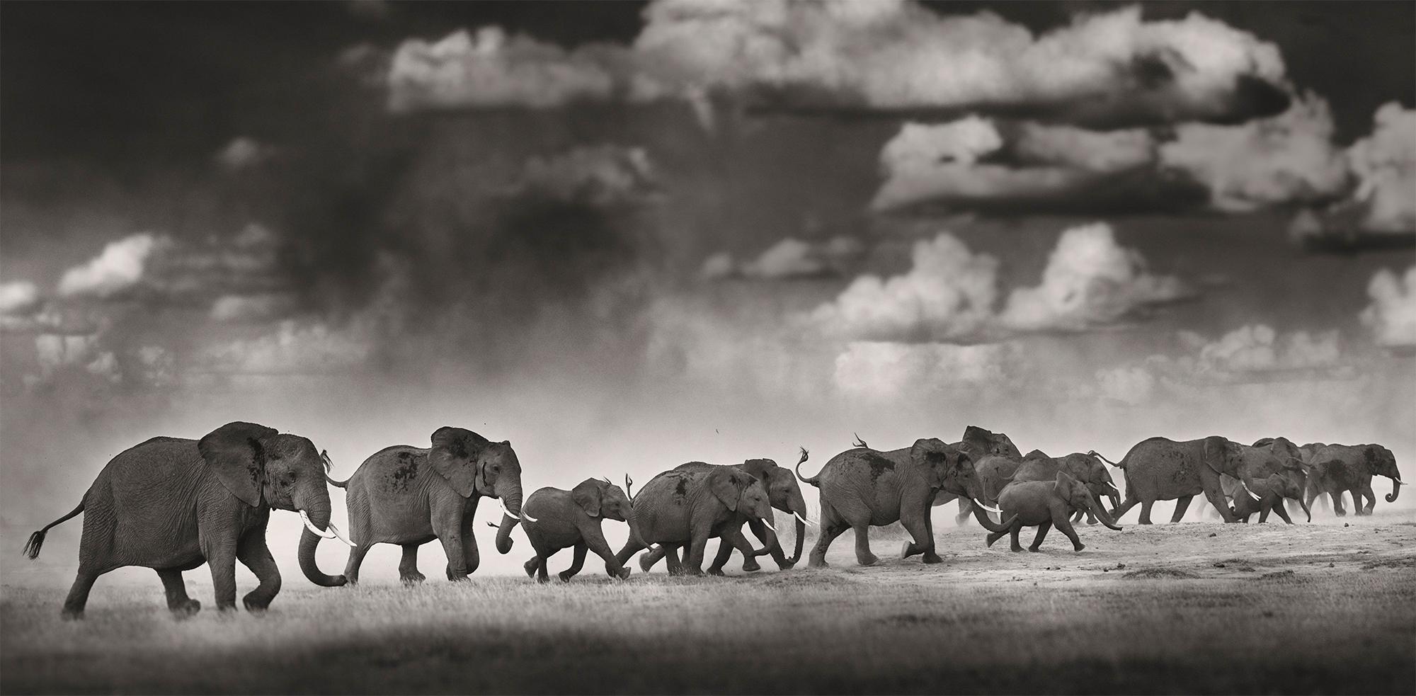 Joachim Schmeisser Black and White Photograph - Thunderstorm II, animal, wildlife, black and white photography, elephant, africa