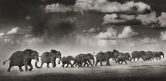 Thunderstorm II, Platinum, animal, elephant, black and white photography