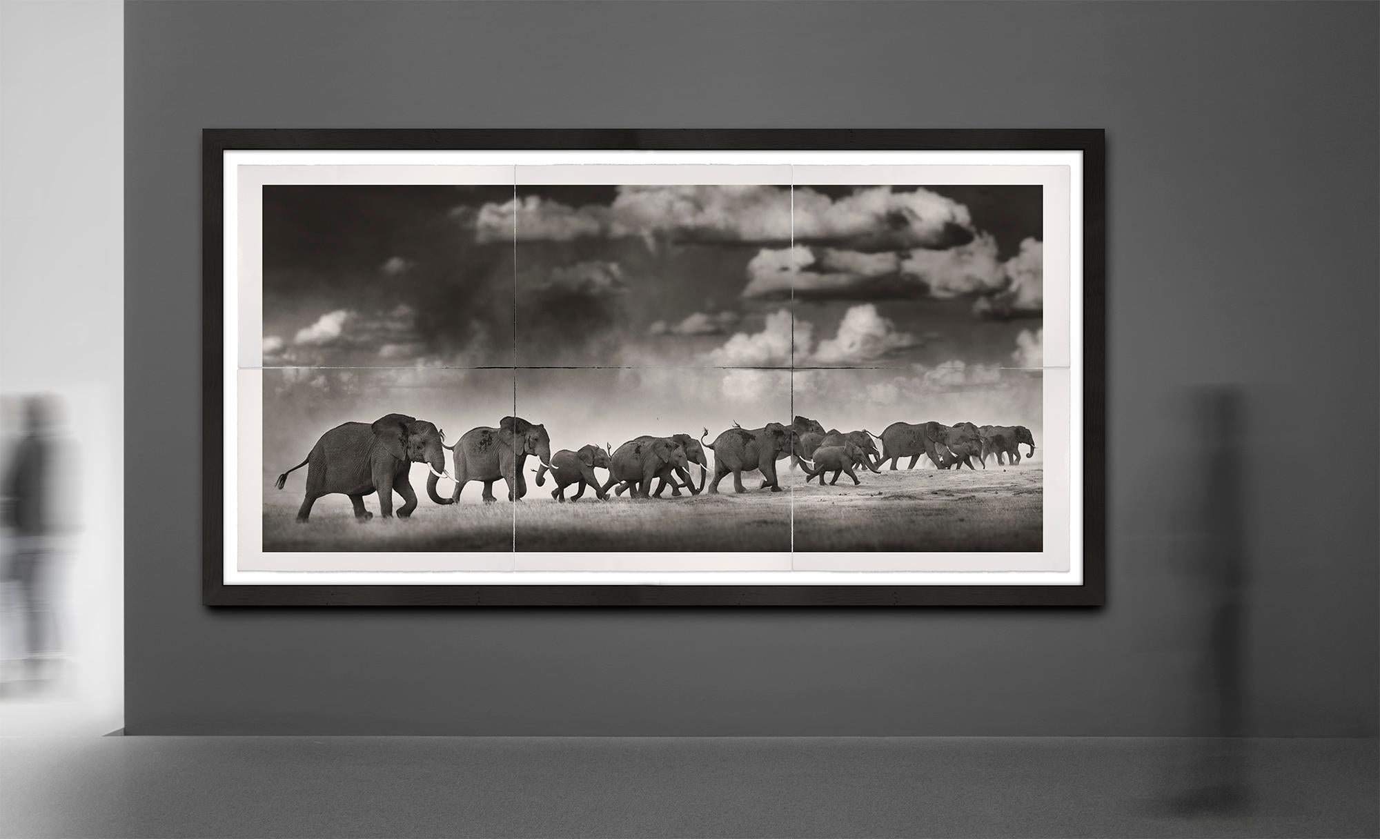 Thunderstorm II, Platin, Tier, Elefant, Schwarz-Weiß-Fotografie (Zeitgenössisch), Photograph, von Joachim Schmeisser