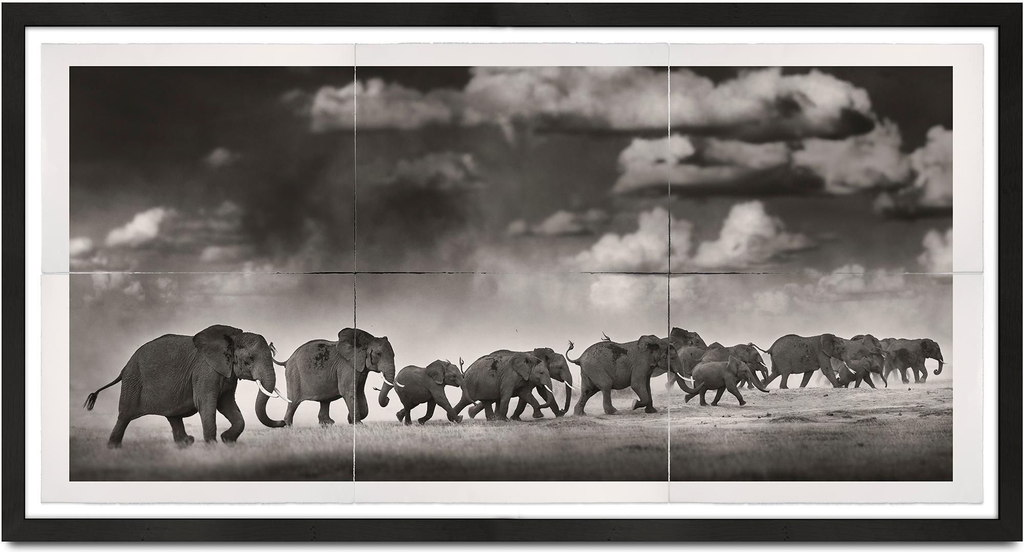 Thunderstorm II, Platin, Tier, Elefant, Schwarz-Weiß-Fotografie