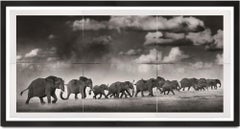 Thunderstorm II, Platinum, animal, elephant, black and white photography