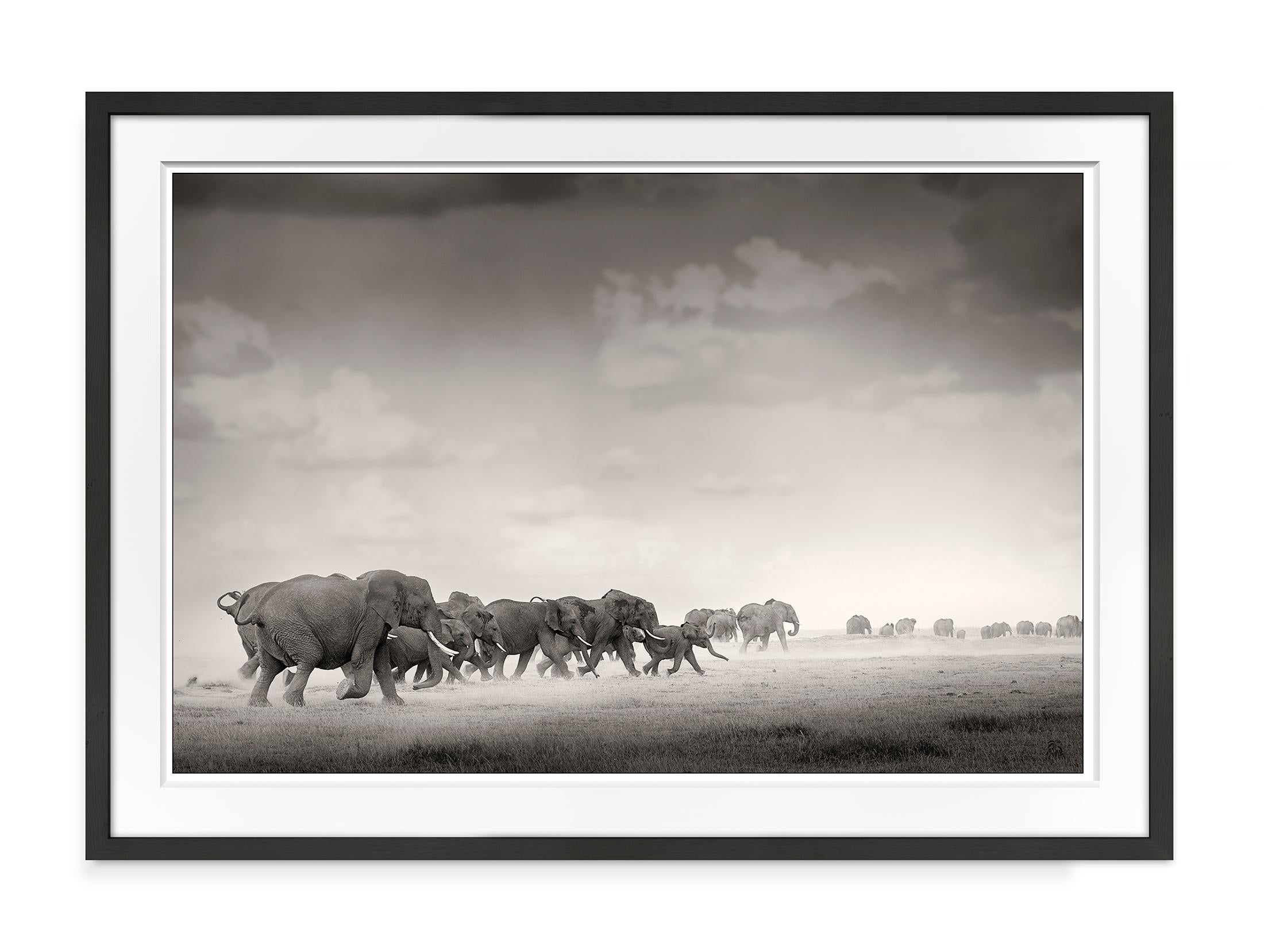 Thunderstorm III, Kenya, Elephant, wildlife, b&w photography - Photograph by Joachim Schmeisser
