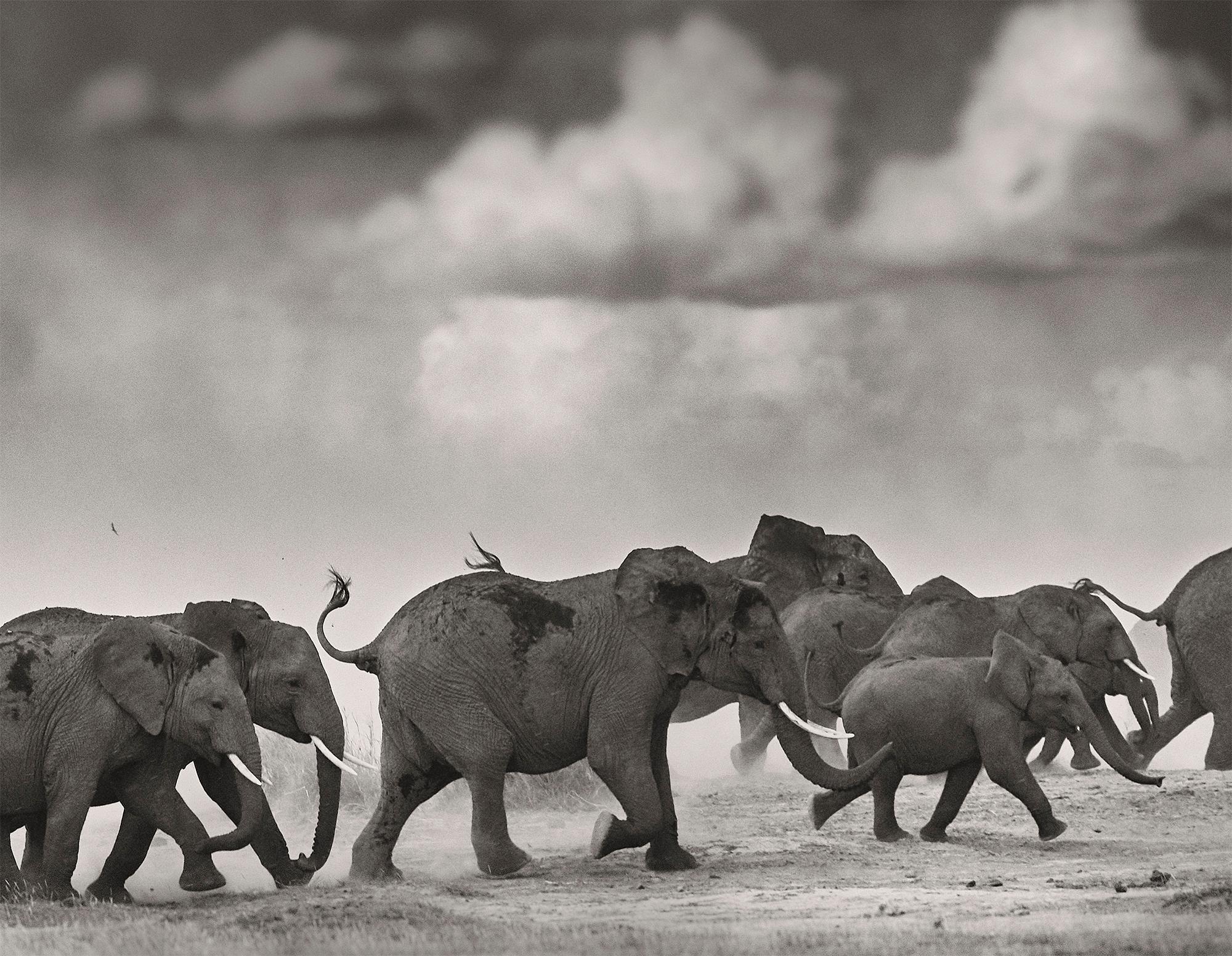 Thunderstorm, Kenya, Elefant, Fotografie, Platin Palladium, Landschaft (Grau), Black and White Photograph, von Joachim Schmeisser