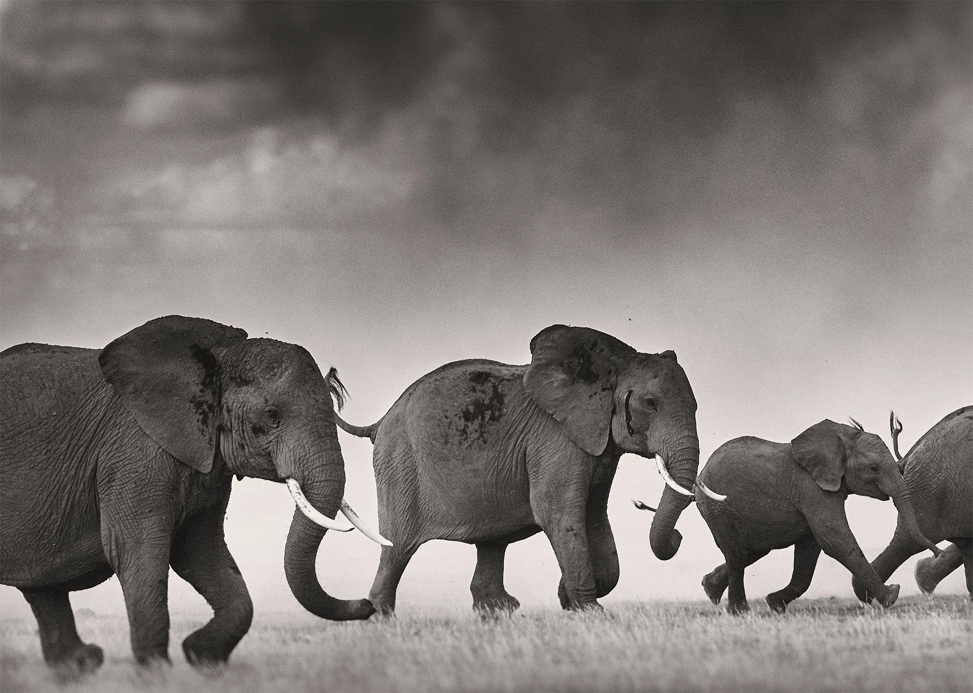Auflage von 3
Signiert, betitelt und nummeriert 
Gesamtgröße 228 x 112 cm / 89.8 x 44.1 inch (ungerahmt)
Größe pro Blatt 56 x 76 cm / 22 x 30 inch

Eine Elefantenherde flieht vor einem schweren Gewitter im Amboseli-Nationalpark.

Im Jahr 2012 wurde