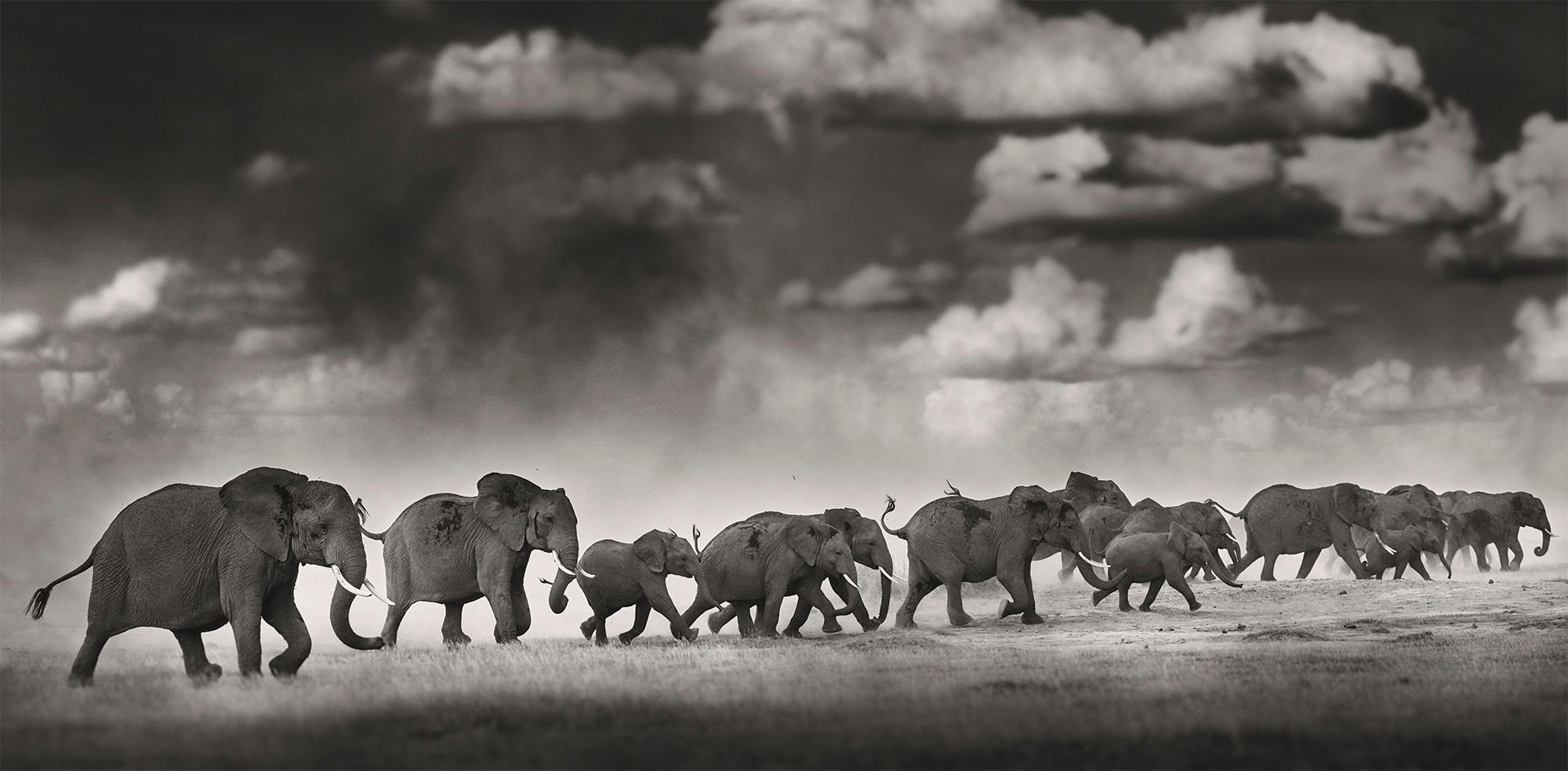 Edition de 3
Signé, titré et numéroté 
Taille totale 228 x 112 cm / 89.8 x 44.1 inch (non encadré)
Taille de chaque feuille 56 x 76 cm / 22 x 30 inch

Un troupeau d'éléphants fuit un violent orage dans le parc national d'Amboseli.

En 2012, Joachim