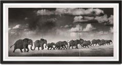 Used Thunderstorm, Kenya, Elephant, Photography, Platinum Palladium, Landscape