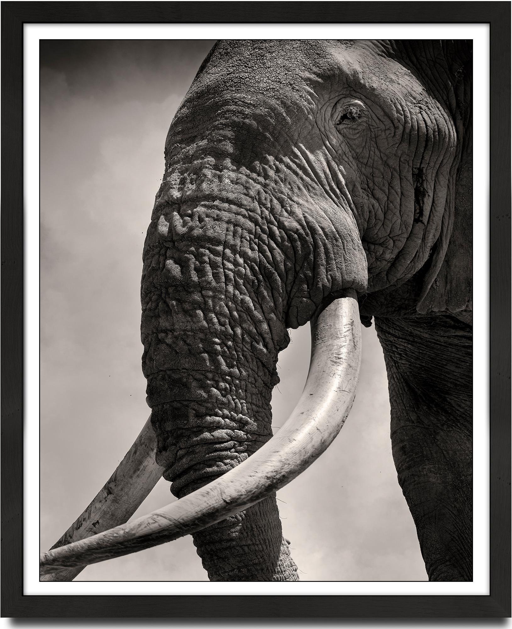 Tim Eye to Eye, Kenya, Elephant, b&w photography - Photograph by Joachim Schmeisser
