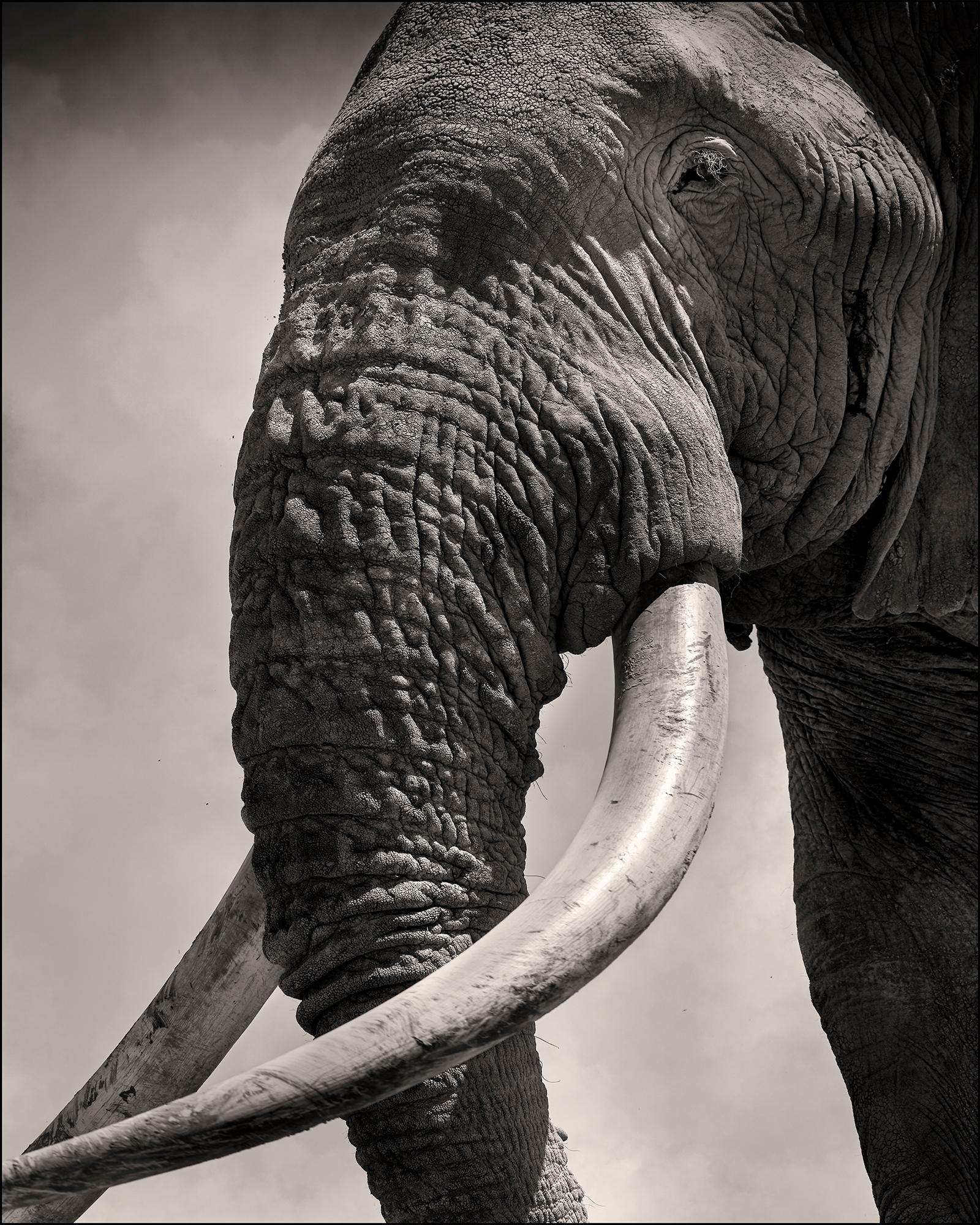 Joachim Schmeisser Black and White Photograph - Tim Eye to Eye, Kenya, Elephant, b&w photography
