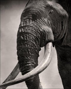 Photographie Tim Eye to Eye, Kenya, Éléphant, b&w