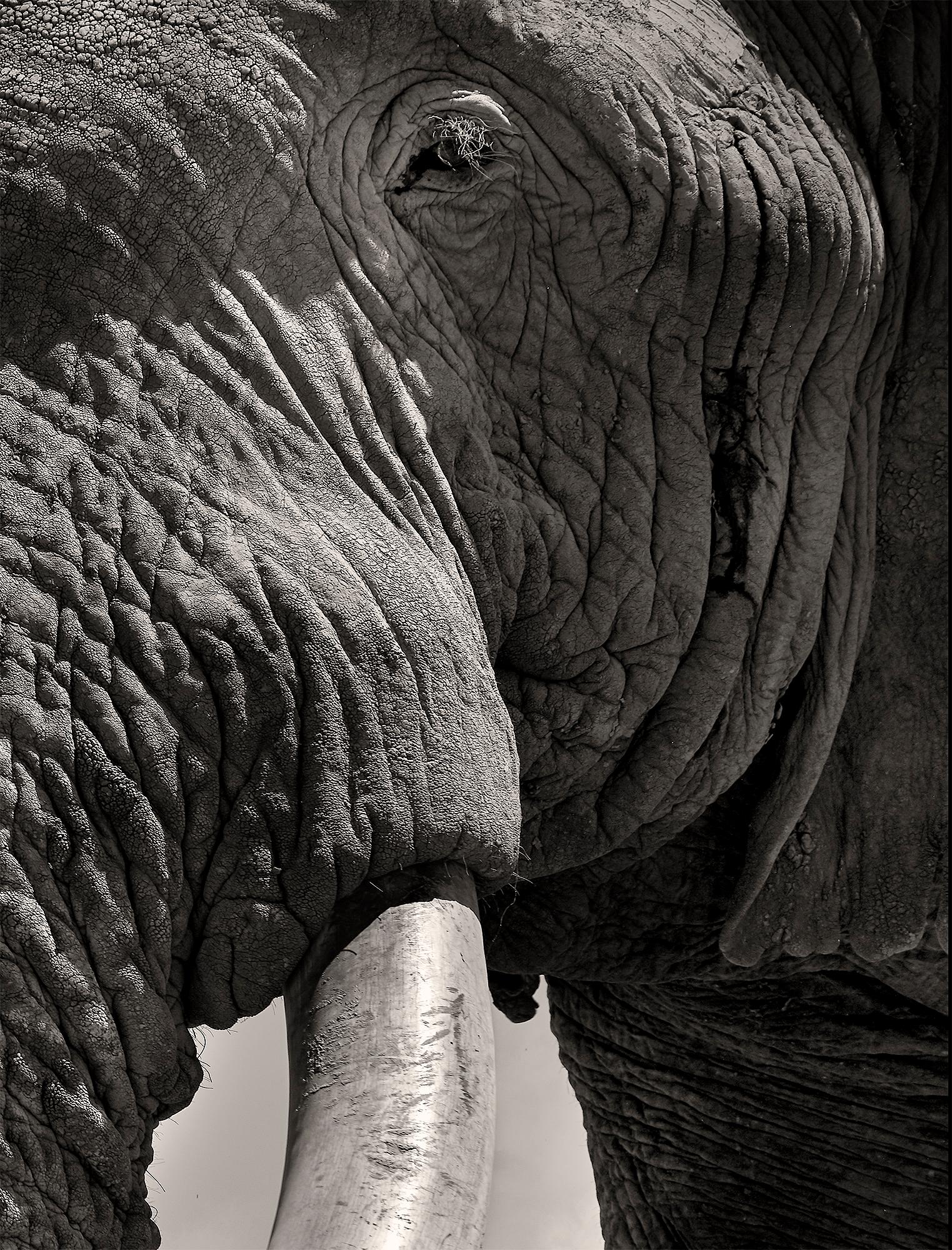 Tim - Eye to Eye, Platinum Palladium, Hall of Giants Series - Black Portrait Photograph by Joachim Schmeisser