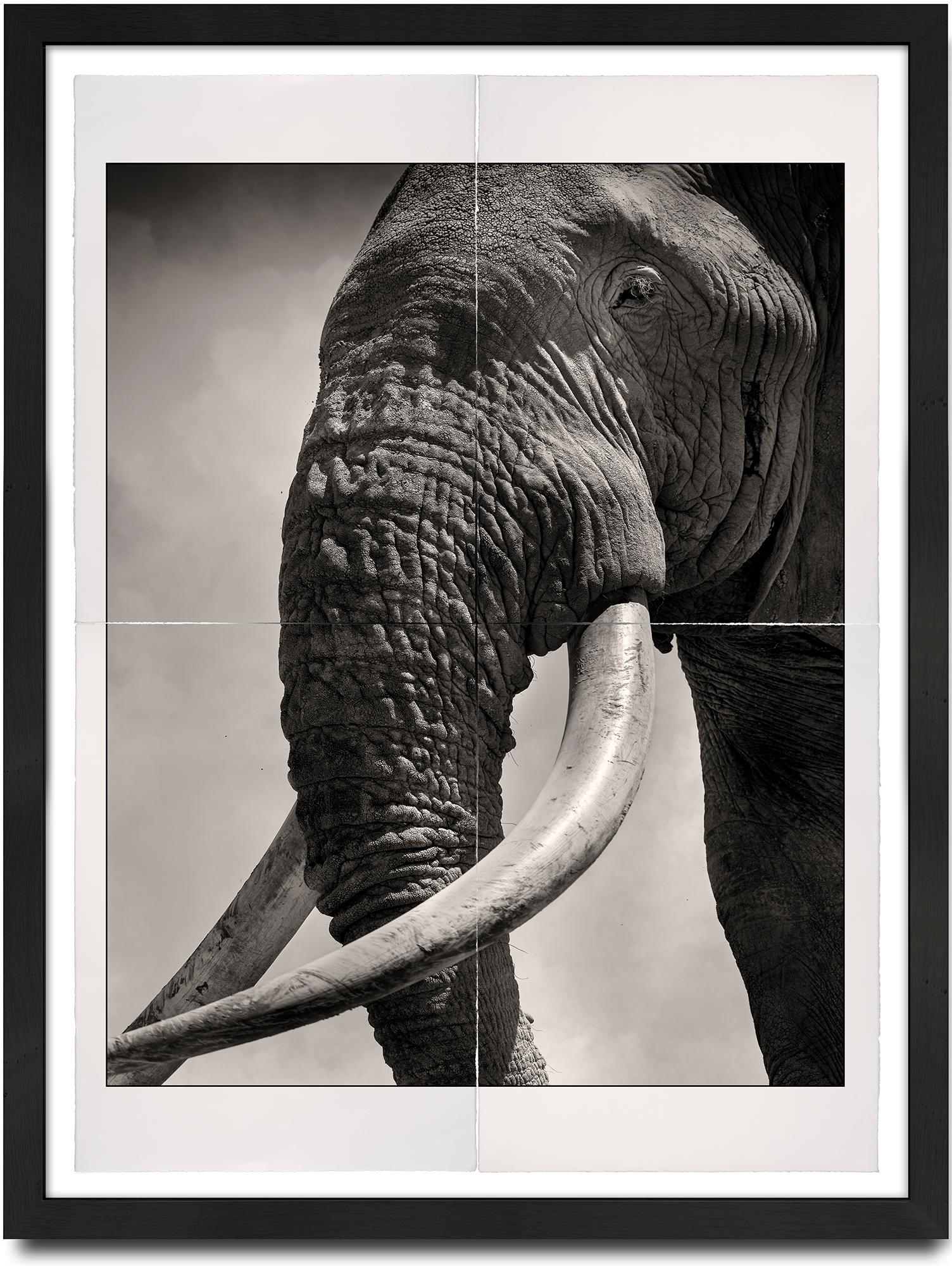 Joachim Schmeisser Portrait Photograph - Tim - Eye to Eye, Platinum, animal, elephant, black and white photography
