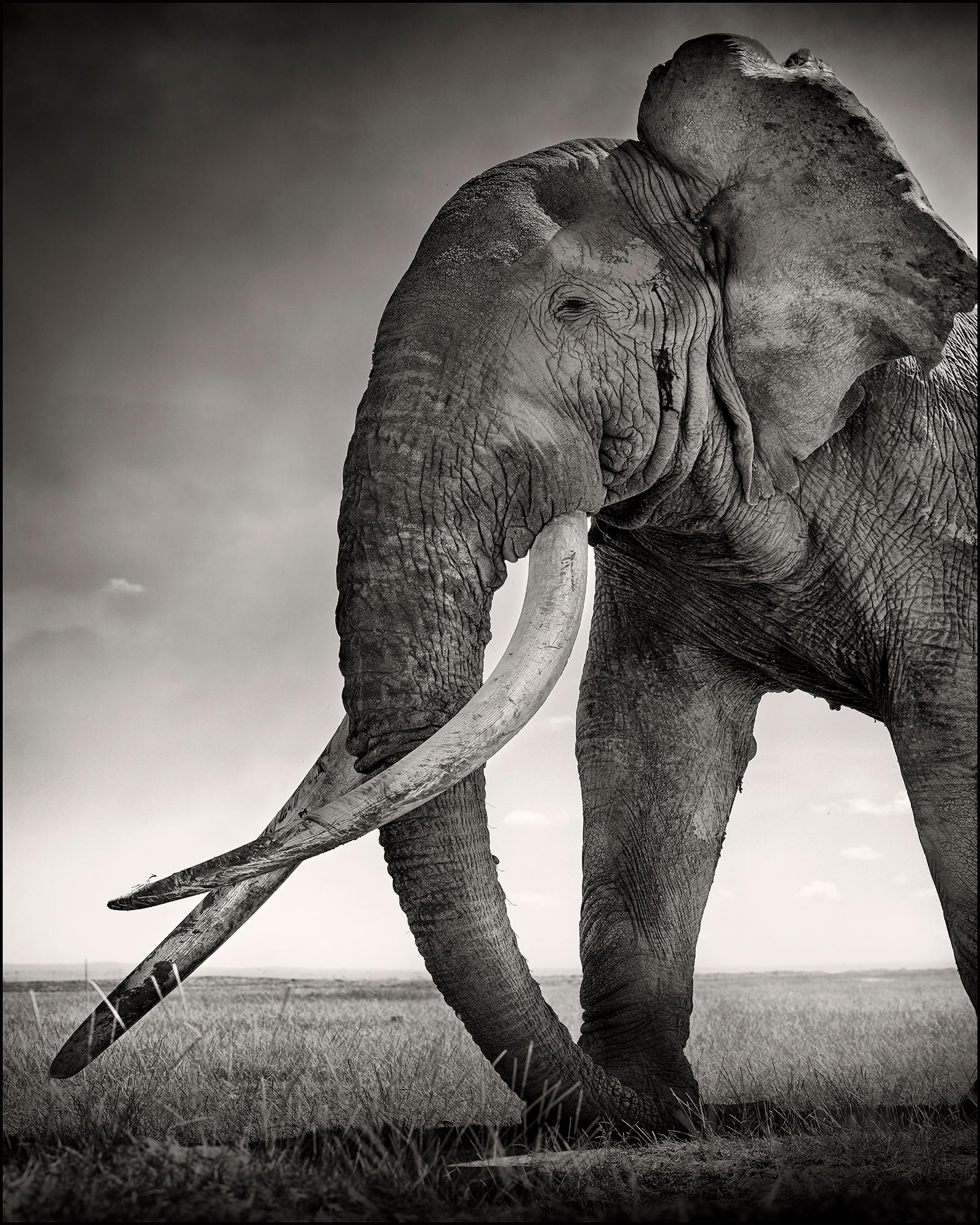Tim - Guardian of Eden, Platinum, animal, elephant, black and white photography - Photograph by Joachim Schmeisser