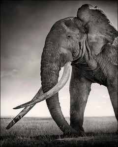 Tim - Guardian of Eden, Platinum, animal, elephant, black and white photography