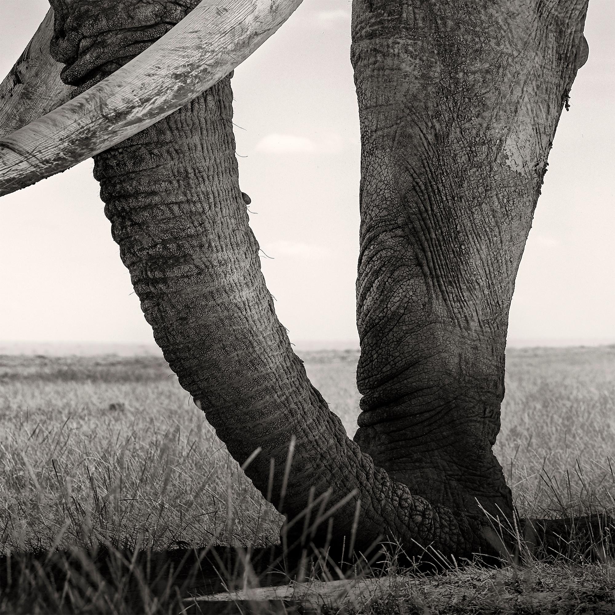 Tim - Guardian of Eden, Platinum, animal, elephant, black and white photography - Black Black and White Photograph by Joachim Schmeisser