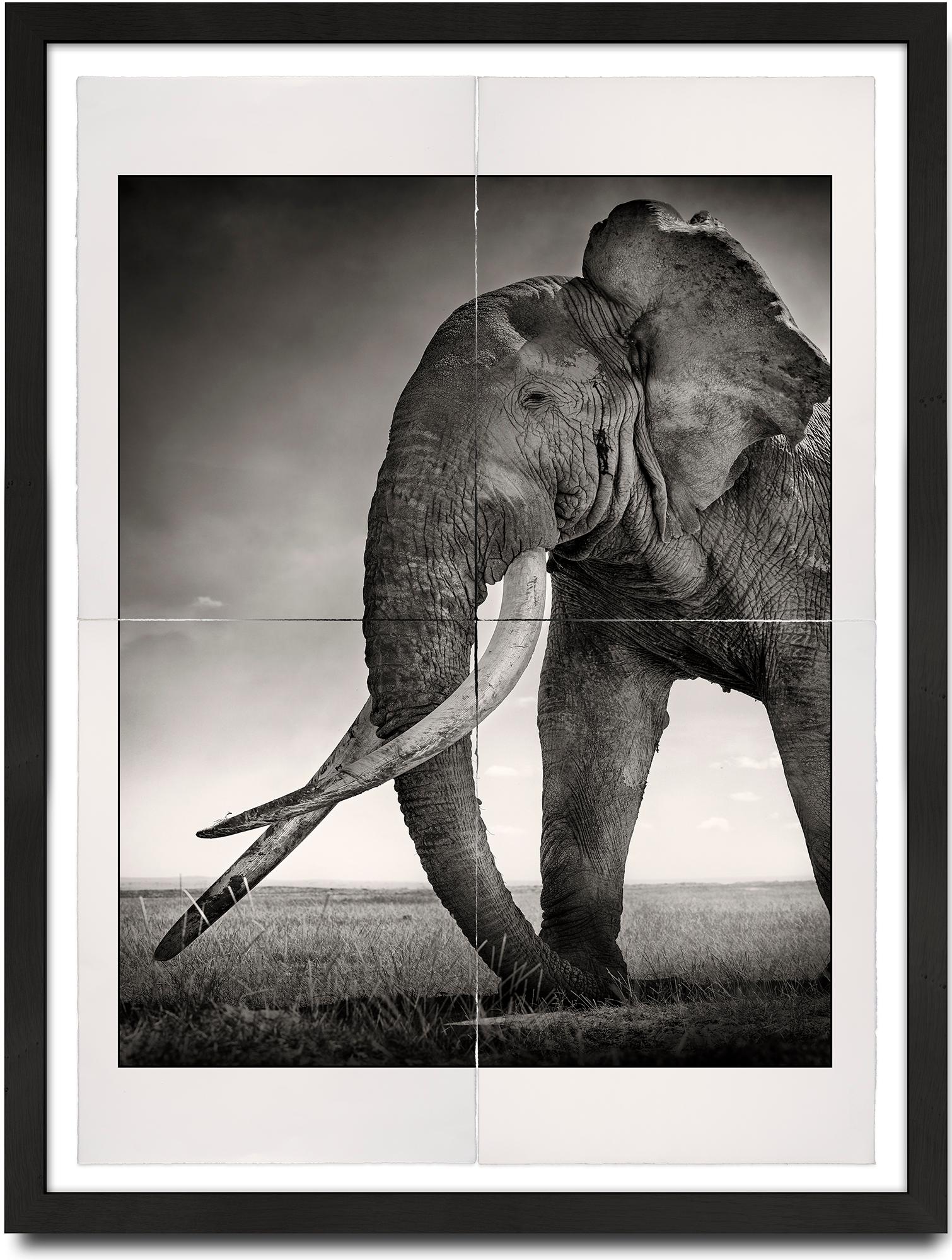 Joachim Schmeisser Portrait Photograph – Tim - Guardian of Eden, Platin, Tier, Elefant, Schwarz-Weiß-Fotografie