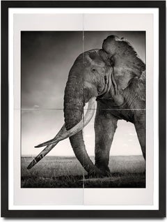 Tim - Guardian of Eden, Platinum, animal, elephant, black and white photography