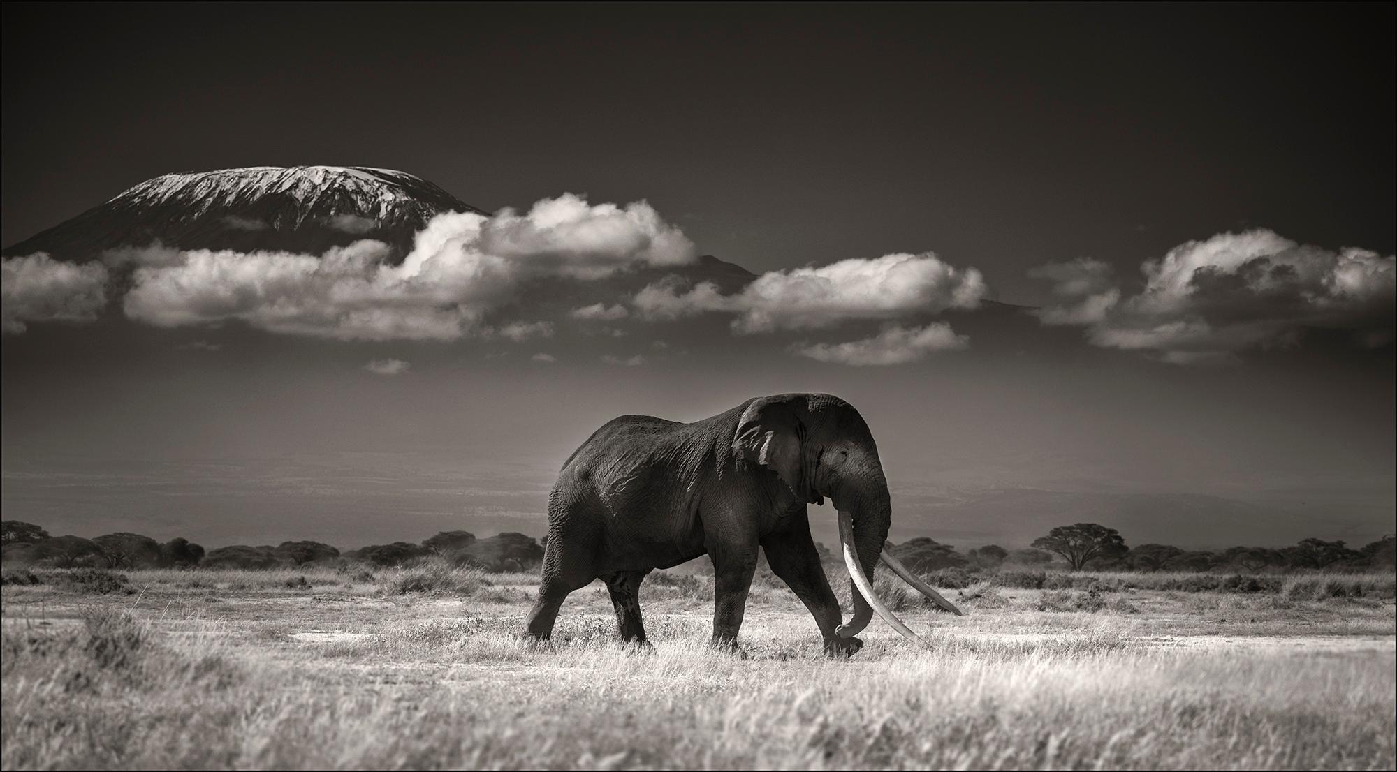 Tim vor Kilimanjaro, Platin, Elefant, Schwarz-Weiß-Fotografie – Photograph von Joachim Schmeisser