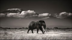 Tim in front of Kilimanjaro, Platinum, elephant, black and white photography