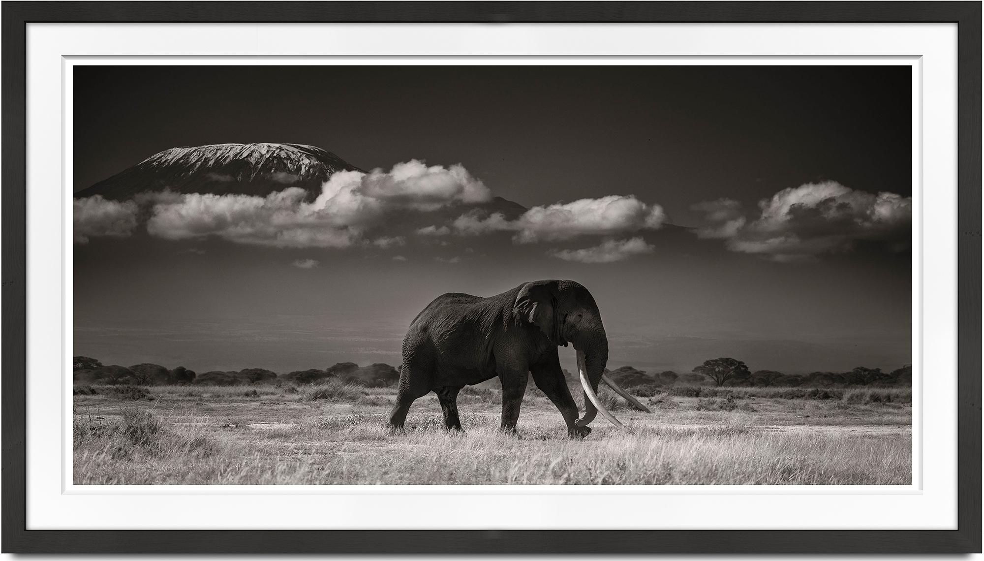 Tim in front of Kilimanjaro, animal, wildlife, black and white photography - Photograph by Joachim Schmeisser