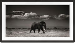 Tim in front of Klillimanjaro, Kenya, Elephant, contemporary, wildlife